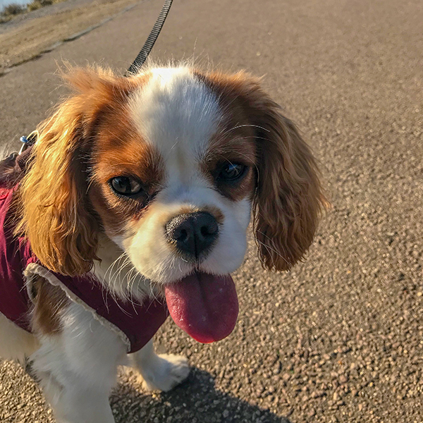 meet-team-willow